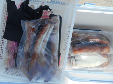 大進丸(愛知) 釣果