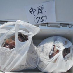 大進丸(愛知) 釣果