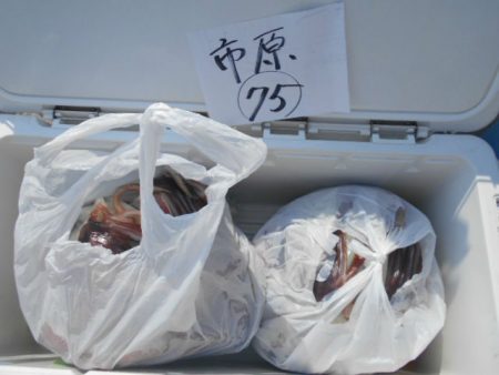 大進丸(愛知) 釣果