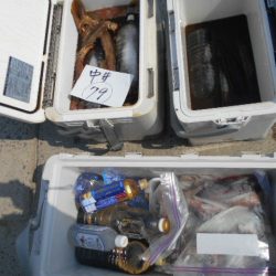 大進丸(愛知) 釣果