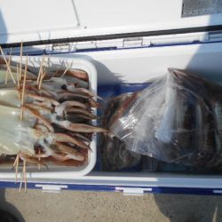 大進丸(愛知) 釣果