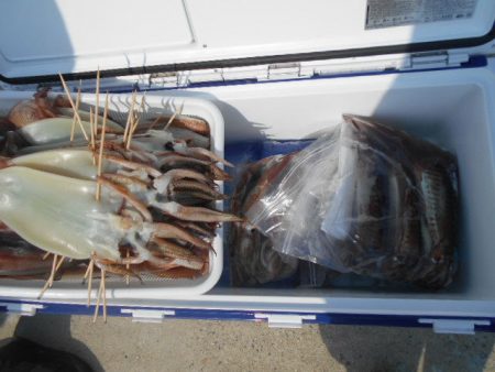 大進丸(愛知) 釣果