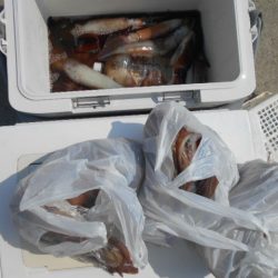 大進丸(愛知) 釣果