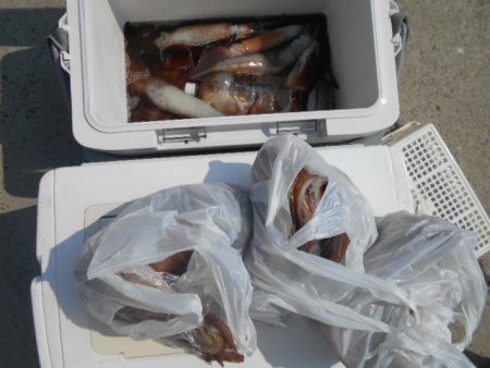 大進丸(愛知) 釣果