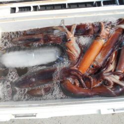 大進丸(愛知) 釣果