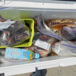 大進丸(愛知) 釣果