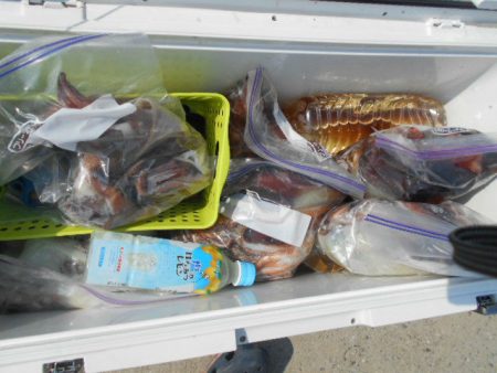 大進丸(愛知) 釣果