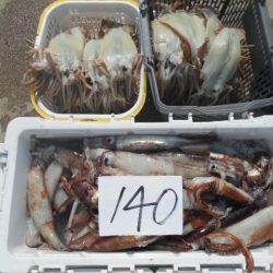 大進丸(愛知) 釣果