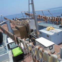 大進丸(愛知) 釣果