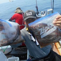 大進丸(愛知) 釣果