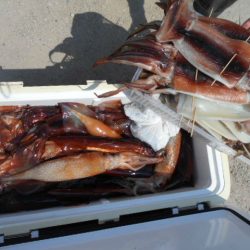 大進丸(愛知) 釣果