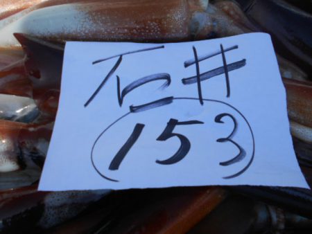 大進丸(愛知) 釣果