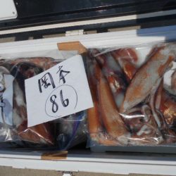 大進丸(愛知) 釣果