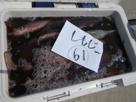 大進丸(愛知) 釣果