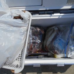 大進丸(愛知) 釣果