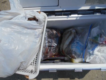 大進丸(愛知) 釣果