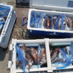 大進丸(愛知) 釣果