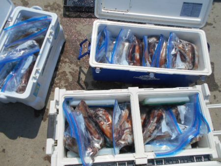 大進丸(愛知) 釣果