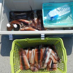 大進丸(愛知) 釣果