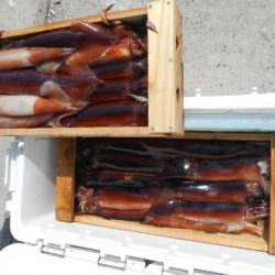 大進丸(愛知) 釣果