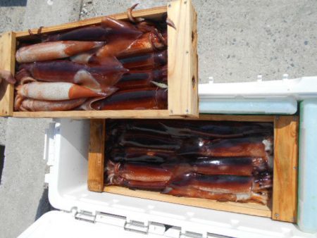 大進丸(愛知) 釣果