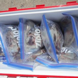 大進丸(愛知) 釣果