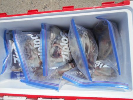 大進丸(愛知) 釣果