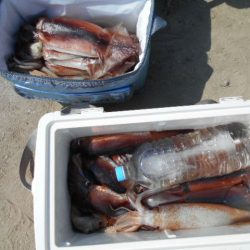 大進丸(愛知) 釣果