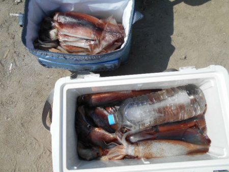 大進丸(愛知) 釣果