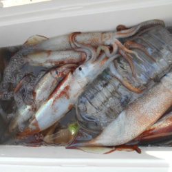 大進丸(愛知) 釣果