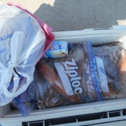 大進丸(愛知) 釣果