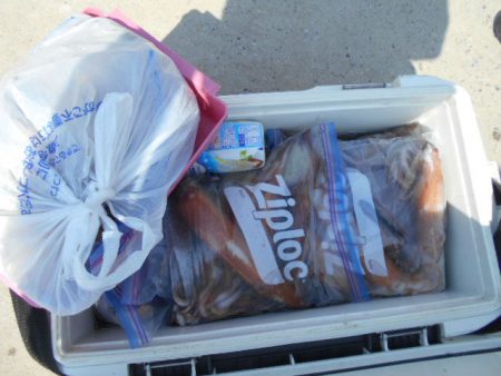 大進丸(愛知) 釣果