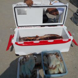 大進丸(愛知) 釣果