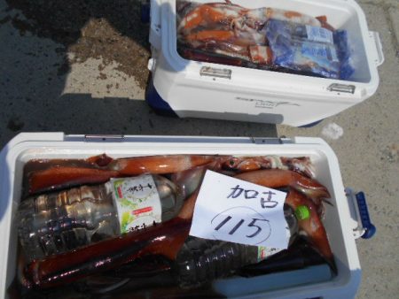 大進丸(愛知) 釣果