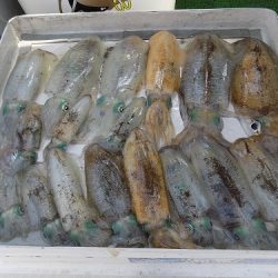 フィッシングボート空風(そらかぜ) 釣果