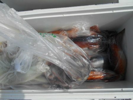 大進丸（愛知） 釣果