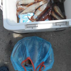 大進丸（愛知） 釣果