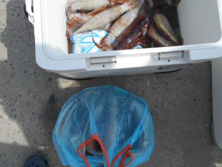 大進丸（愛知） 釣果