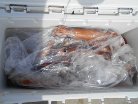 大進丸（愛知） 釣果