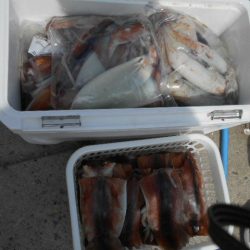 大進丸（愛知） 釣果