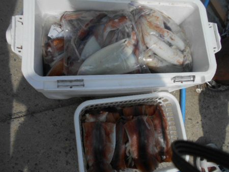 大進丸（愛知） 釣果