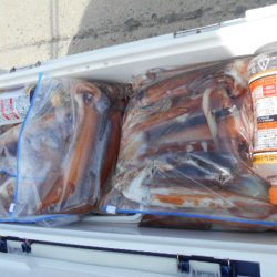 大進丸（愛知） 釣果