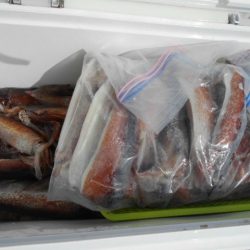 大進丸（愛知） 釣果