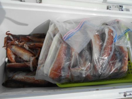 大進丸（愛知） 釣果