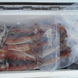 大進丸（愛知） 釣果