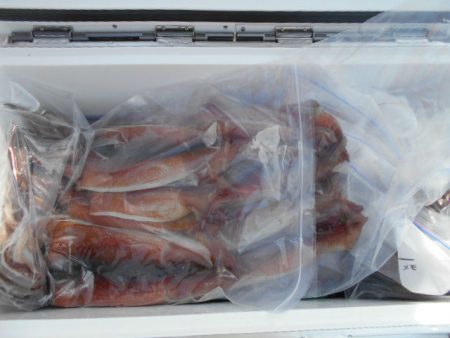 大進丸（愛知） 釣果