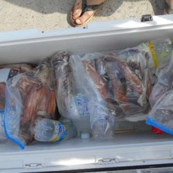 大進丸（愛知） 釣果