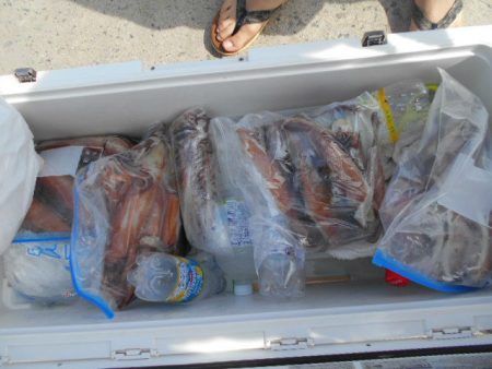 大進丸（愛知） 釣果