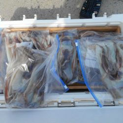 大進丸（愛知） 釣果