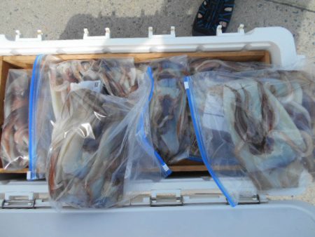 大進丸（愛知） 釣果